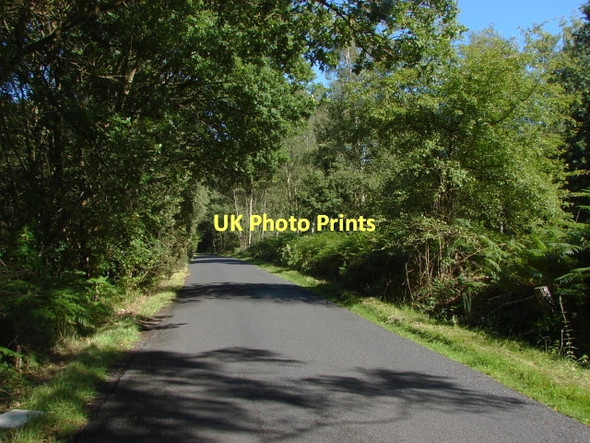 Photo 6"x4" Goose Rye Road Fox Corner\/SU9654 c2011