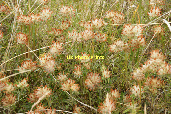 Photo 6"x4" Kidney Vetch (Anthyllis vulneraria), Bruaichean Losgaintir Losgaintir c2011