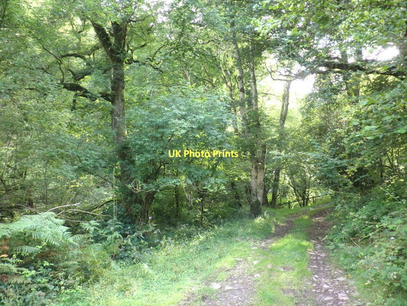 Photo 6"x4" Track to Bagley Luccombe\/SS9144 c2011