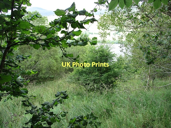 Photo 6"x4" Woodland, Kepranich Ardtalnaig c2011