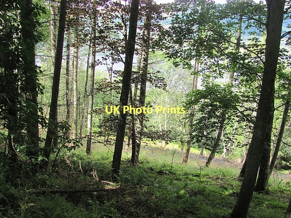Photo 6"x4" Woodland, Achianich Acharn\/NN7543 c2011