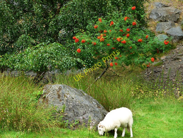 Photo 6"x4" Sheep and Rowan Elan Village c2009
