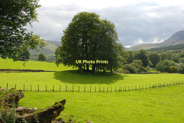 Photo 6"x4" Trees below Coed Cra Brithdir\/SH7618 c2011