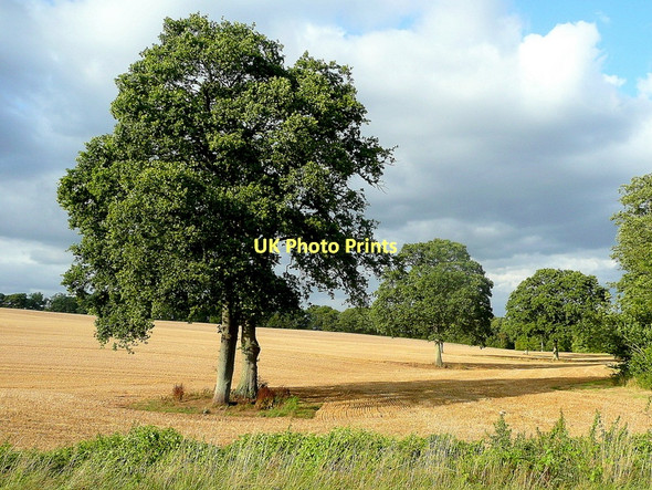 Photo 6"x4" After the harvest Kilcot c2011
