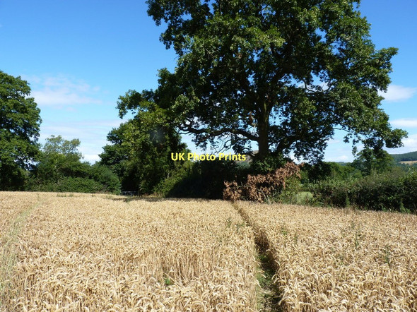 Photo 6"x4" Footpath through ripe wheat Habberley\/SJ3903 c2011