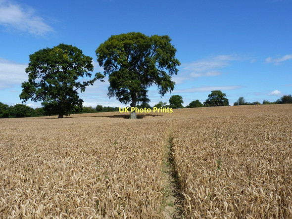 Photo 6"x4" Twin oak trees and a footpath Habberley\/SJ3903 c2011