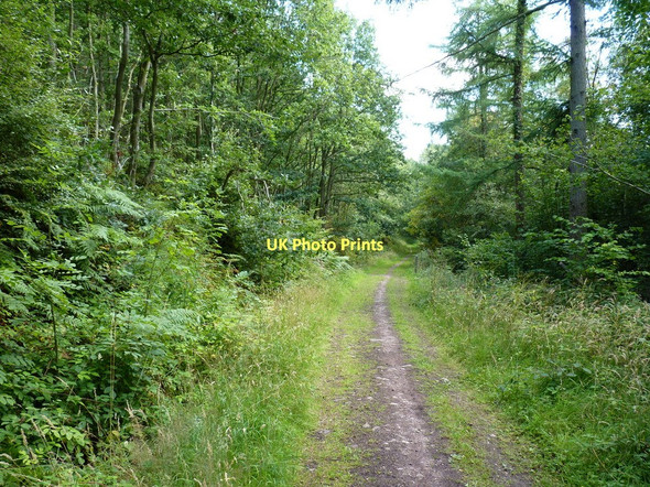 Photo 6"x4" Bridleway in Eastridge Woods Habberley\/SJ3903 c2011
