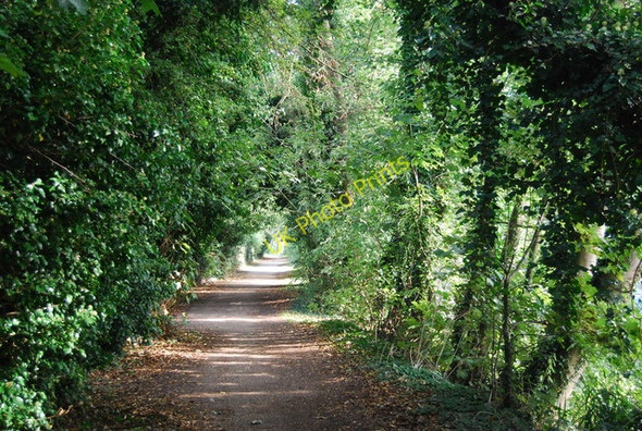 Photo 6"x4" Tree lined path along the River Medway Maidstone c2009