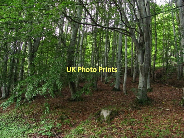 Photo 6"x4" Beech wood, Drummond Hill Acharn\/NN7543 c2011