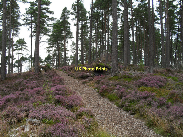 Photo 6"x4" Natural Play Area in Camore Woods Lonemore\/NH7688 c2011