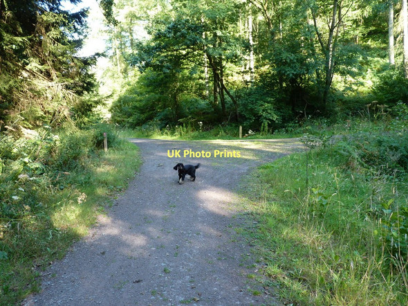 Photo 6"x4" Footpath and track junction in Maddox's Coppice Habberley\/SJ3903 c2011