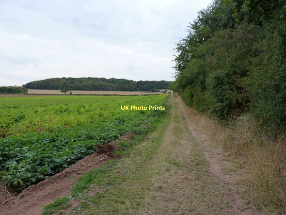 Photo 6"x4" Between potatoes and a copse Rudge\/SO8197 c2011