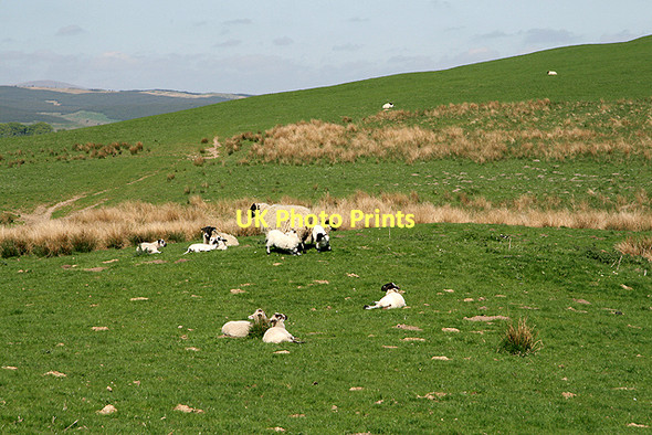 Photo 6"x4" Farmland at Corsehill Boreland\/NY1791 c2008