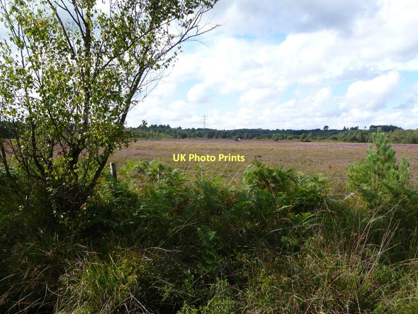Photo 6"x4" Week Common, heathland Avon\/SZ1498 c2011