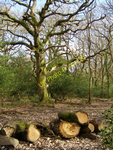 Photo 6"x4" Red Shoot Wood, New Forest Linwood\/SU1809 c2006