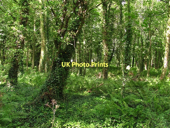 Photo 6"x4" Woodland, Dunstan Dunstan\/NU2419 c2011