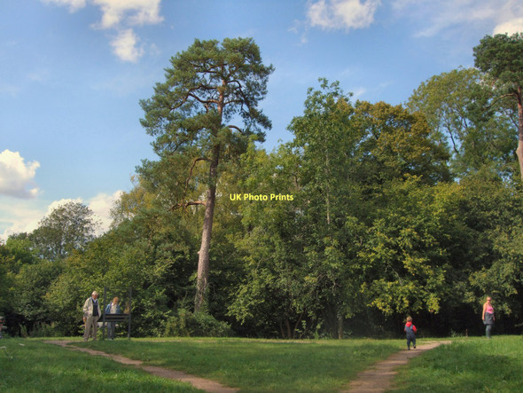 Photo 6"x4" Trees near Odiham Castle Greywell c2011