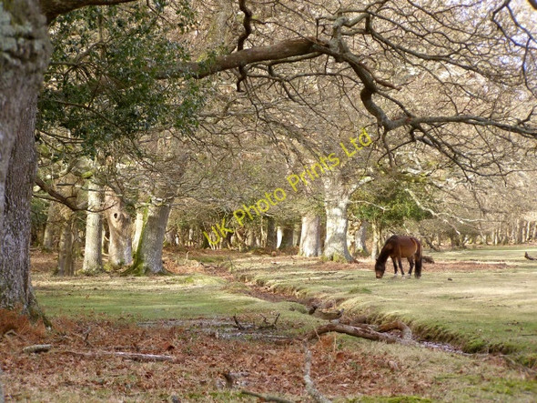 Photo 6"x4" Red Shoot Wood meets Greenford Bottom, New Forest Linwood\/SU1809 c2006