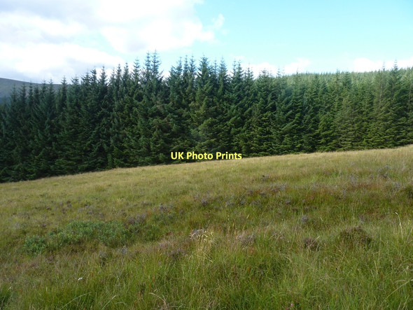 Photo 6"x4" Forestry edge below Meall Dubh Bohuntine c2011