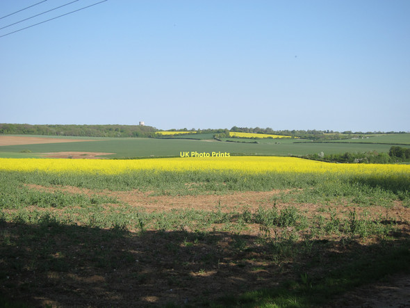 Photo 6"x4" Oil seed rape by Streetly Hall Streetly End c2011