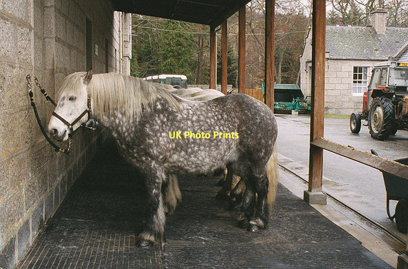 Photo 6"x4" A row of ponies at Balmoral Castle Crathie\/NO2694 c2001
