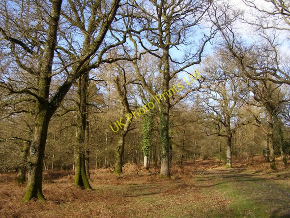 Photo 6"x4" Mature oaks at Castle Piece, Roe Inclosure, New Forest Linwood\/SU1809 c2006
