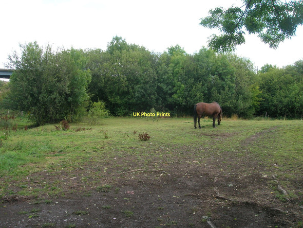 Photo 6"x4" Grazing land off Woodhouse Lane Beighton\/SK4483 c2011