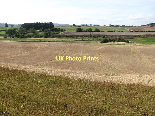 Photo 6"x4" A field of barley Hawkhill\/NU2212 c2011