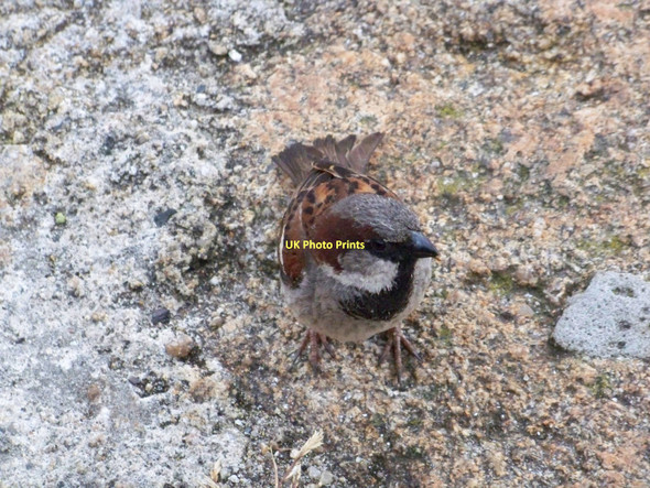 Photo 6"x4" House Sparrow (Passer domesticus), Town Park, Hugh Town, St Mary's, Isles Of Scilly Hugh Town c2011