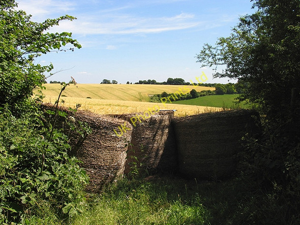 Photo 6"x4" Wheat near Compton Compton\/SU5280 c2005
