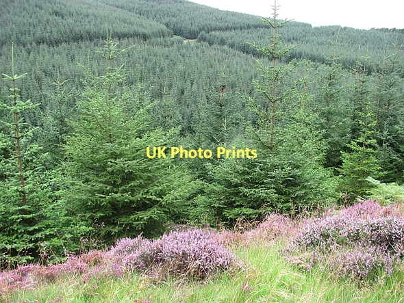 Photo 6"x4" Forest, Rough Side Mitchell Hill\/NT0633 c2011