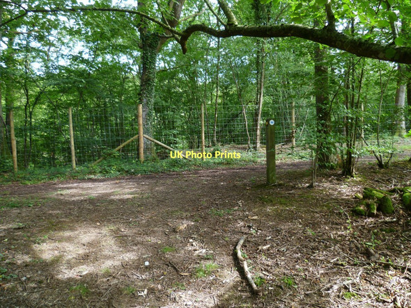 Photo 6"x4" Path and bridleway junction in Firfield Rough Dunsfold Common c2011