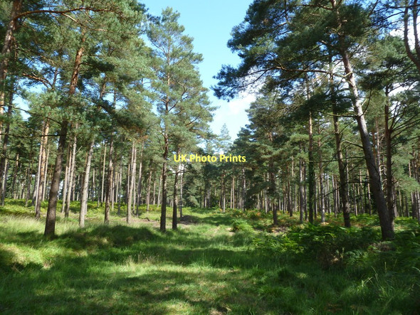 Photo 6"x4" Alderhill Inclosure Ogdens c2011
