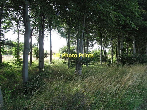 Photo 6"x4" Beech wood Littlehoughton c2011