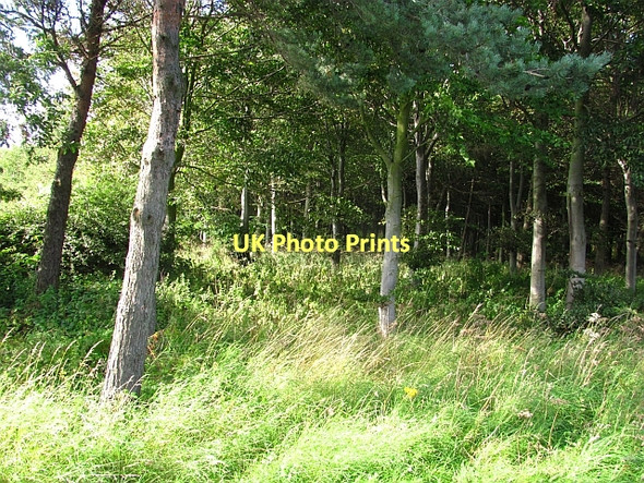 Photo 6"x4" Woodland, Cocky Knowe Littlehoughton c2011