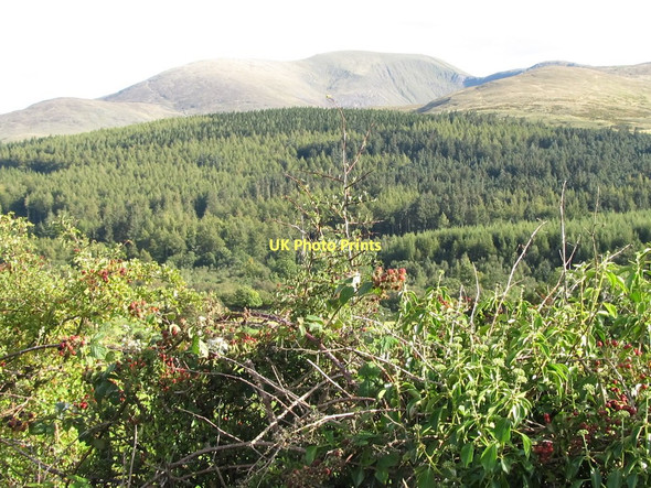 Photo 6"x4" The Tollymore Forest Park from Hilltown Road Kilcoo c2011