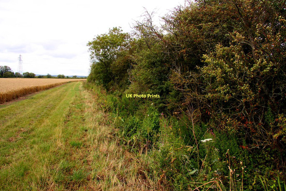Photo 6"x4" Hedgerow by the bridleway Drayton\/SU4794 c2011