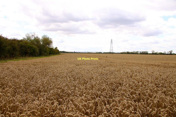 Photo 6"x4" Wheatfield near Marcham Mill Drayton\/SU4794 c2011
