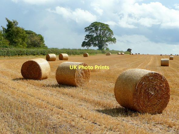 Photo 6"x4" Bromsash late summer 4 Bromsash c2011