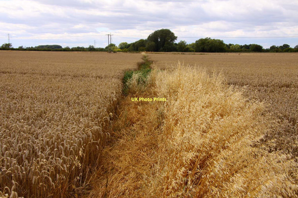 Photo 6"x4" Bridleway through the wheatfield Drayton\/SU4794 c2011
