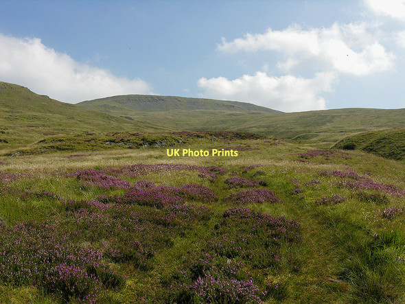Photo 6"x4" Heather on the hill Bryn y Beddau c2011