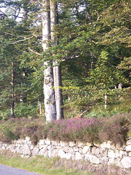Photo 6"x4" A heatherclad wall by Blackstock Wood Ordhead\/NJ6610 c2011