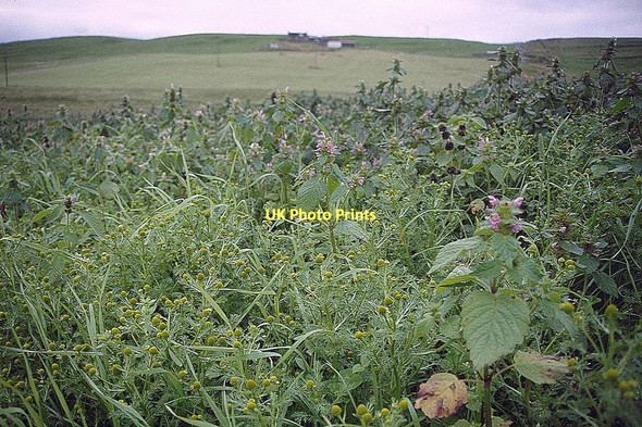 Photo 6"x4" Old tattie rig at Troal, Norwick Kirkaton c2000