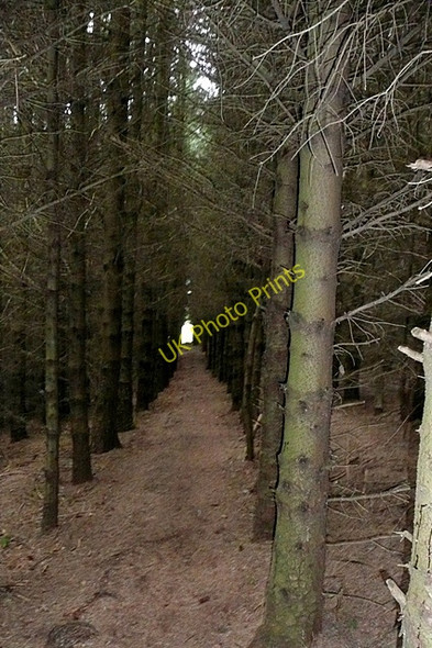 Photo 6"x4" Path through the woodland Ring Chesters c2009