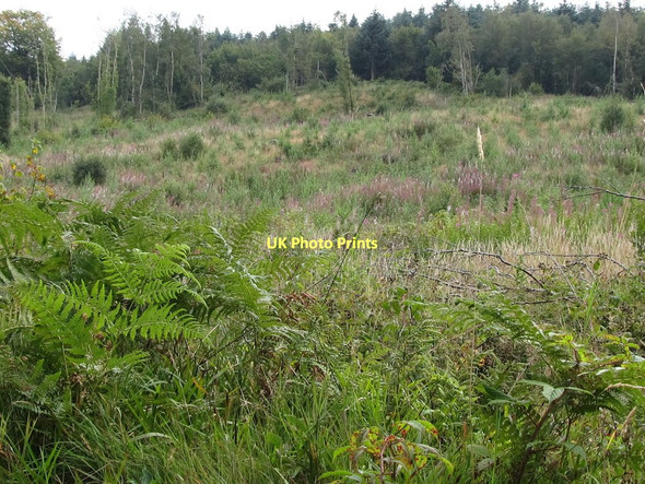 Photo 6"x4" Forest clearfell above Clarkill Road Castlewellan c2011