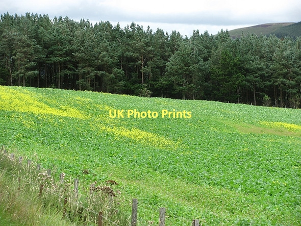 Photo 6"x4" Turnip field, Unthank Coulter c2011