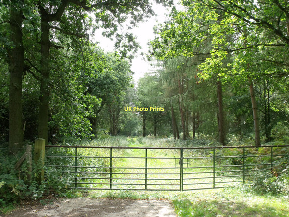 Photo 6"x4" Gated Track into Gilbert's Wood, off Wood Lane Norton Disney c2011