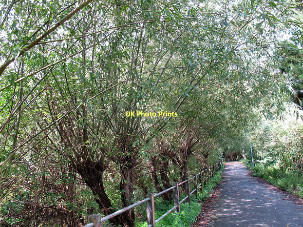 Photo 6"x4" Willows by the Wandle Merton\/TQ2569 c2011