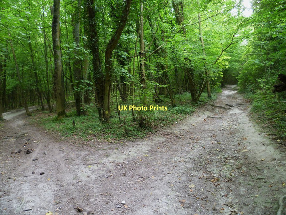 Photo 6"x4" Bridleway from Charlton Court to the South Downs Way Steyning c2011