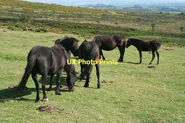 Photo 6"x4" Ilsington: mares and a foal Lewthorn Cross c2011